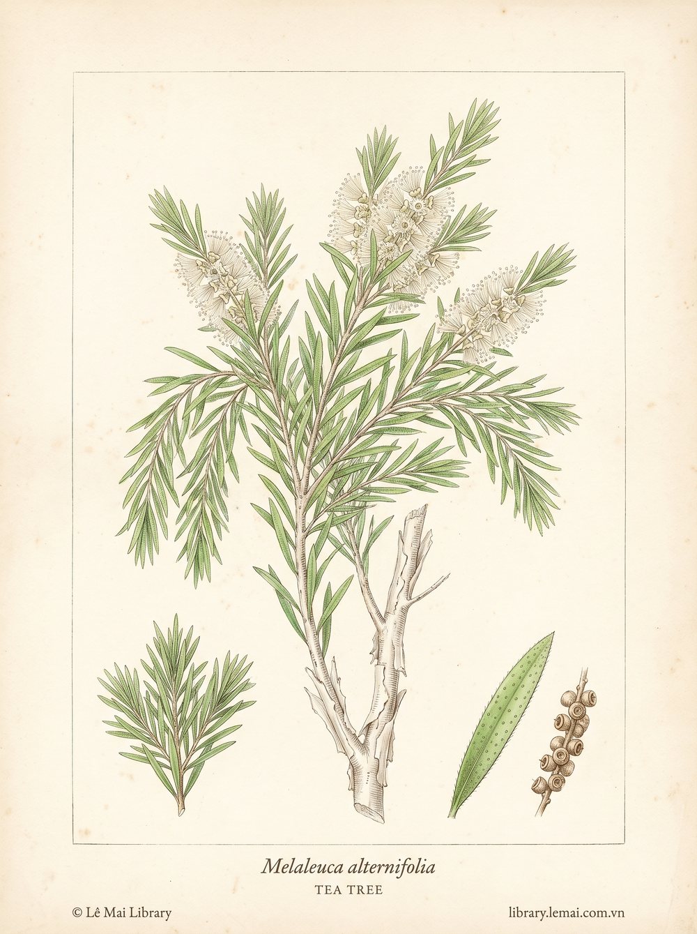 Tranh minh hoạ cây Tràm trà (Melaleuca alternifolia), lá dùng chiết xuất tinh dầu Tea tree