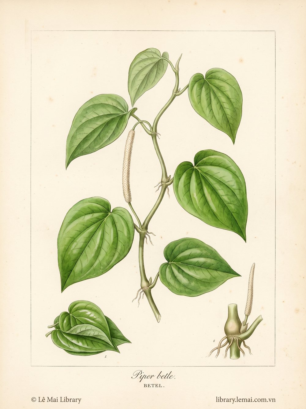 Botanical illustration of Piper betle; leaves used to extract Betel essential oil