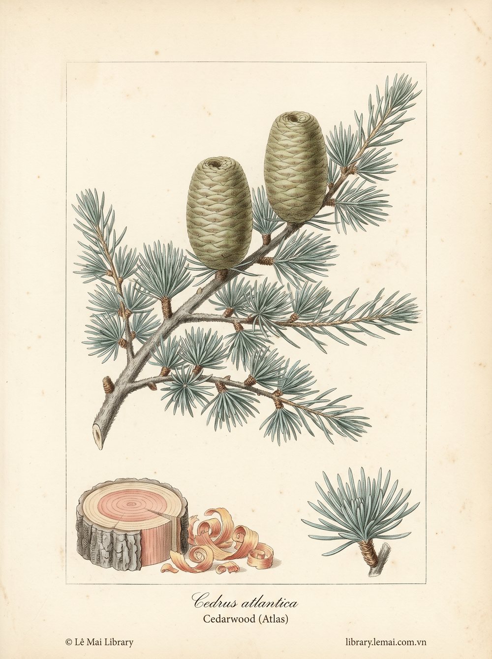 Botanical illustration of Cedrus atlantica; wood used to extract Cedarwood (Atlas) essential oil