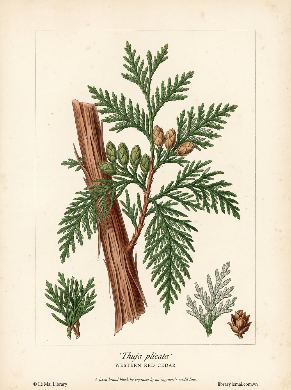 Tranh minh hoạ cây Tuyết tùng đỏ Tây Mỹ (Thuja plicata), lá dùng chiết xuất tinh dầu Western red cedar