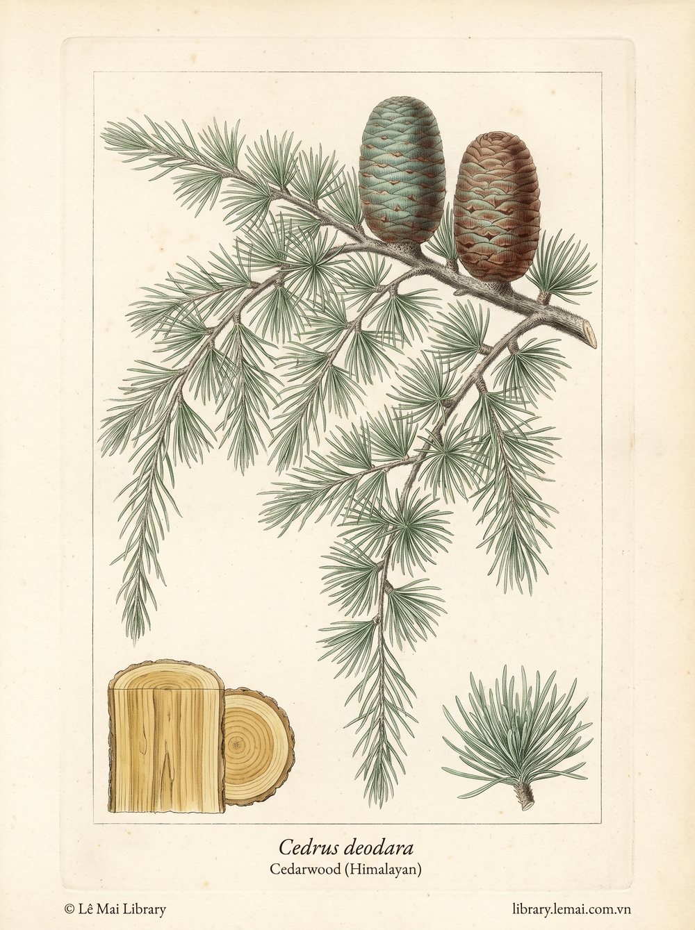 Botanical illustration of Cedrus deodara; wood used to extract Cedarwood (Himalayan) essential oil