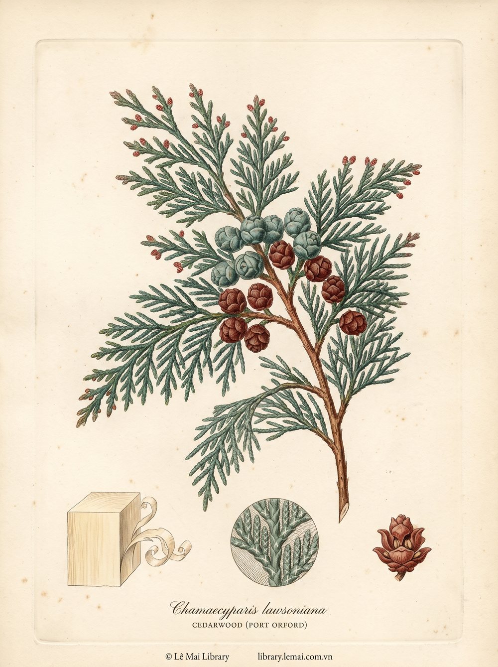 Botanical illustration of Chamaecyparis lawsoniana; wood used to extract Cedarwood (Port Orford) essential oil