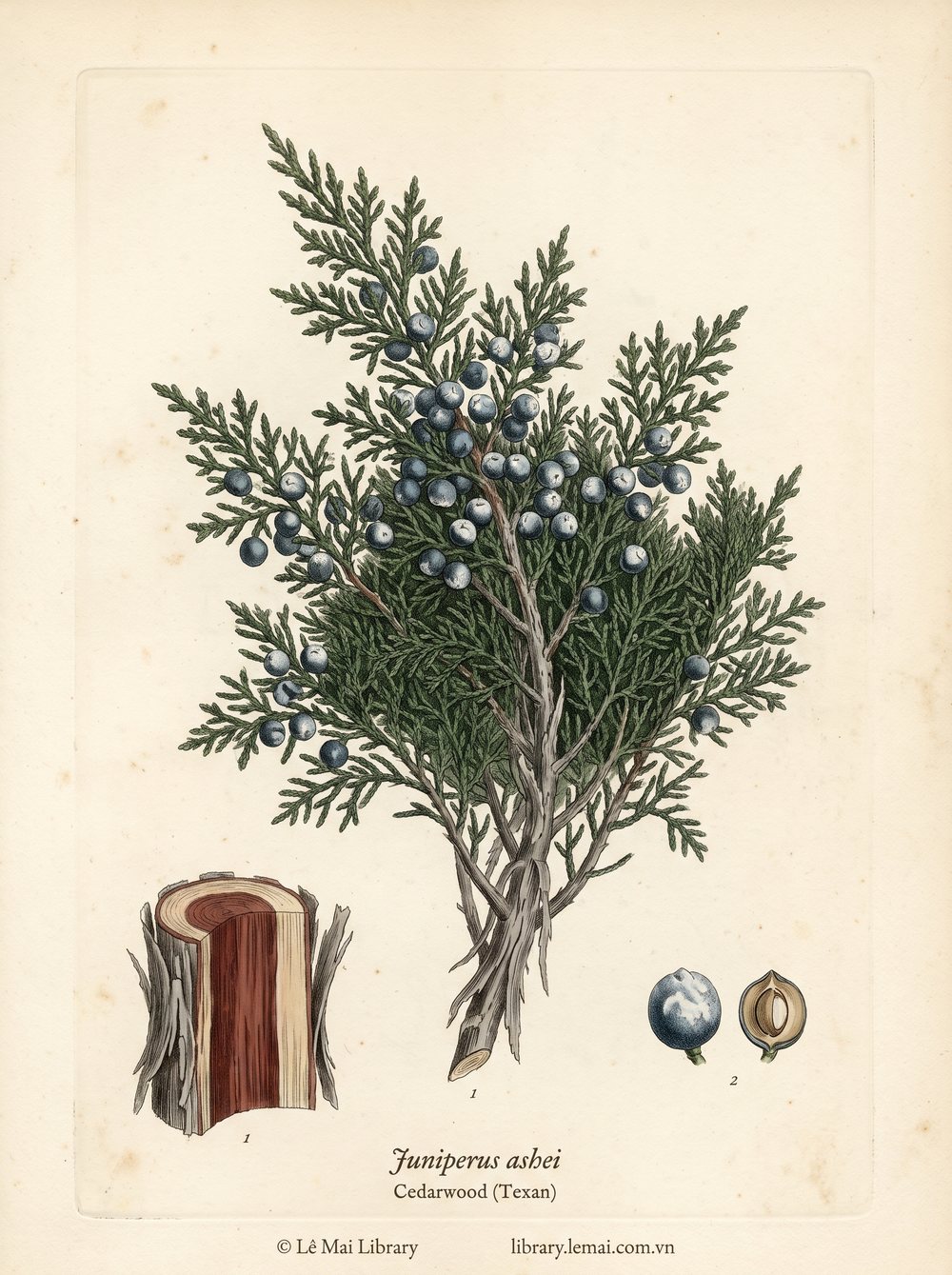 Botanical illustration of Juniperus ashei; wood used to extract Cedarwood (Texan) essential oil