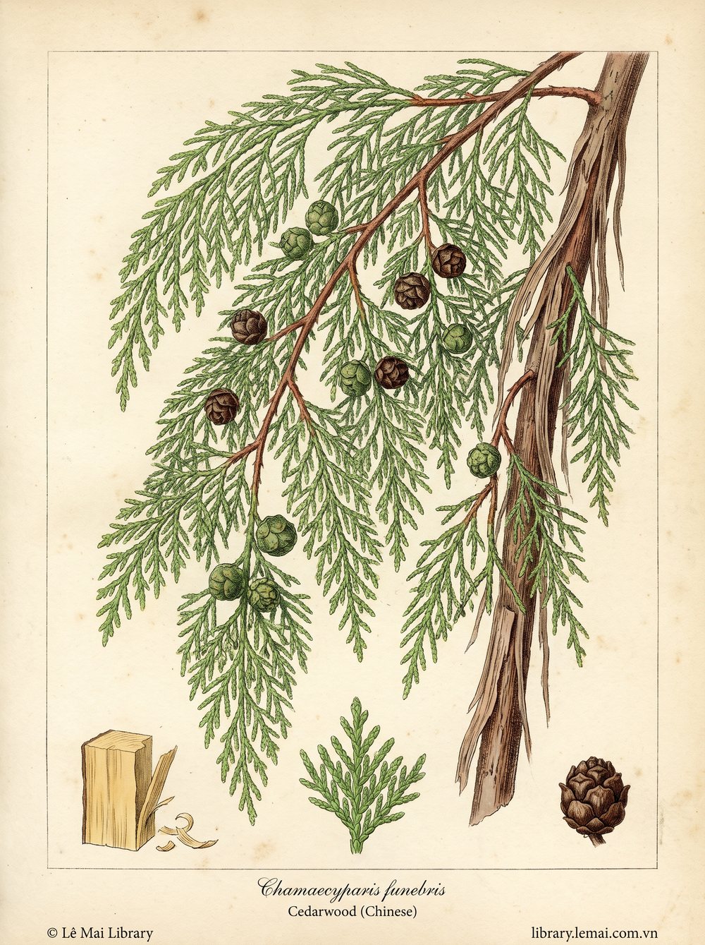 Botanical illustration of Chamaecyparis funebris; wood used to extract Cedarwood (Chinese) essential oil