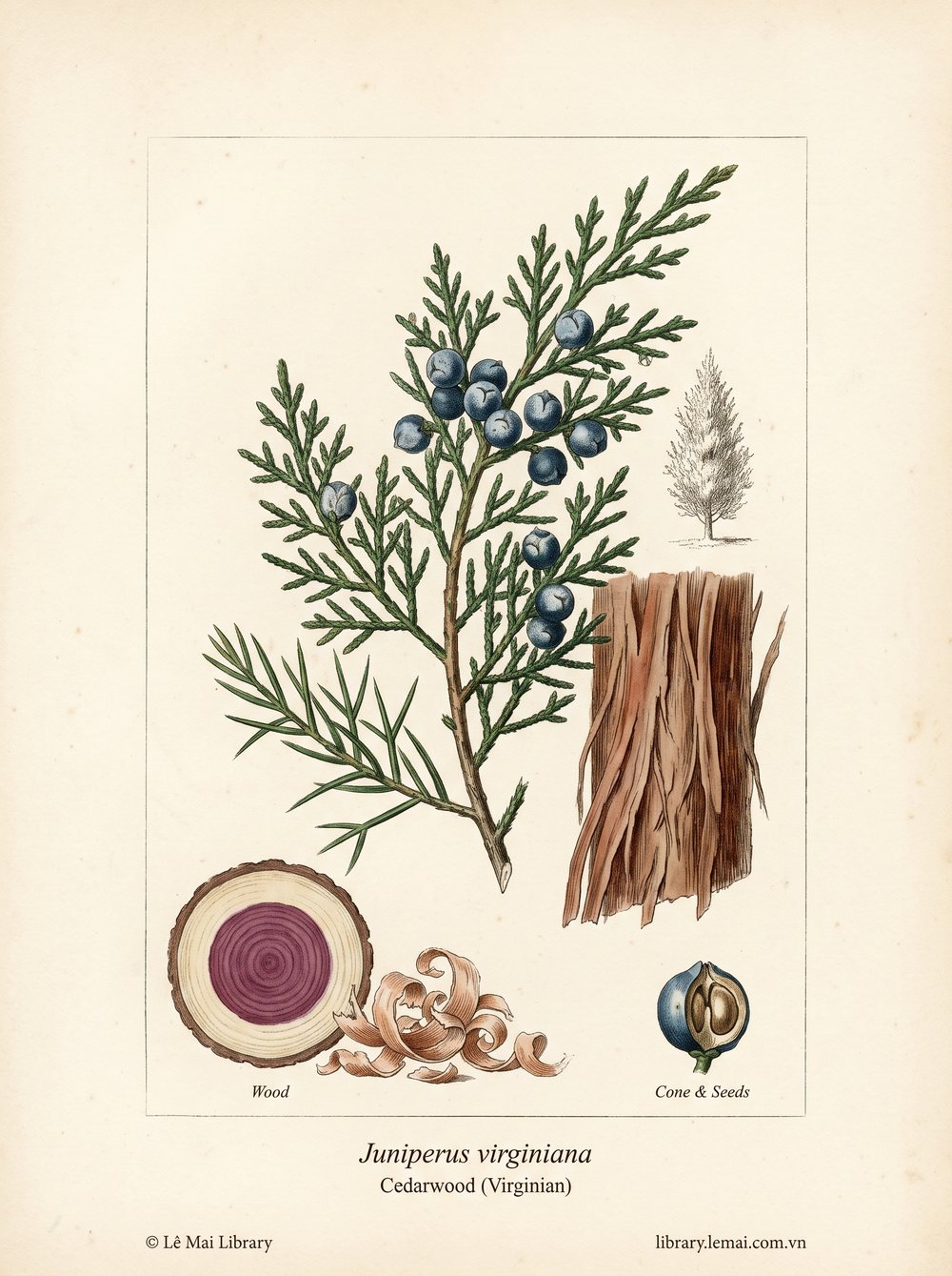 Botanical illustration of Juniperus virginiana; wood used to extract Cedarwood (Virginian) essential oil
