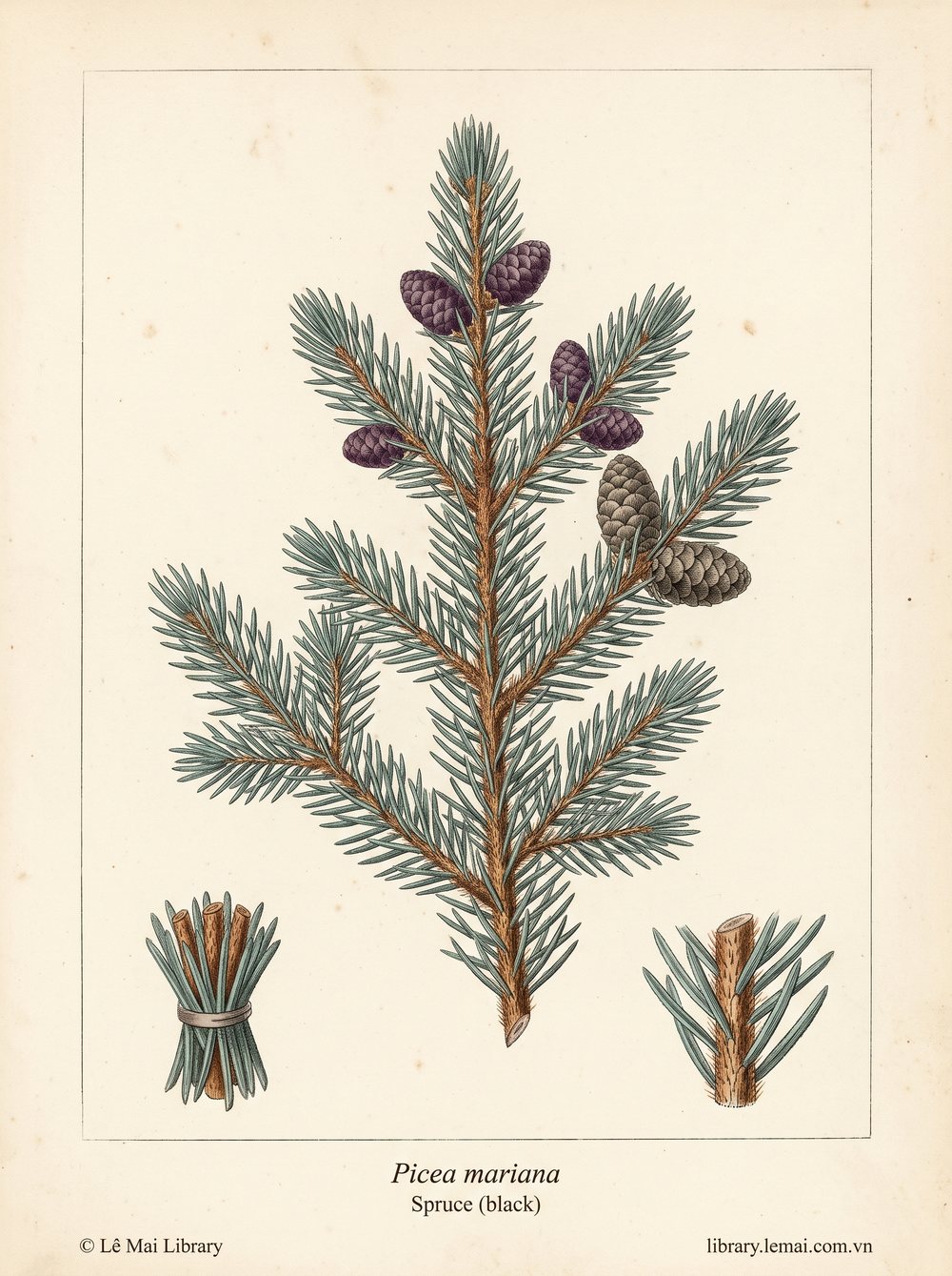 Tranh minh hoạ cây Vân sam đen (Picea mariana), lá kim dùng chiết xuất tinh dầu Spruce (black)