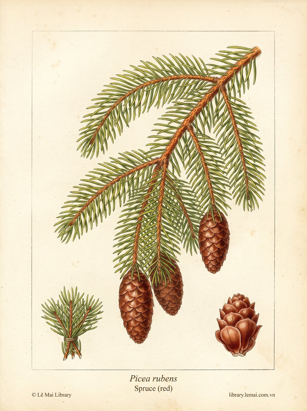 Tranh minh hoạ cây Vân sam đỏ (Picea rubens), lá kim dùng chiết xuất tinh dầu Spruce (red)