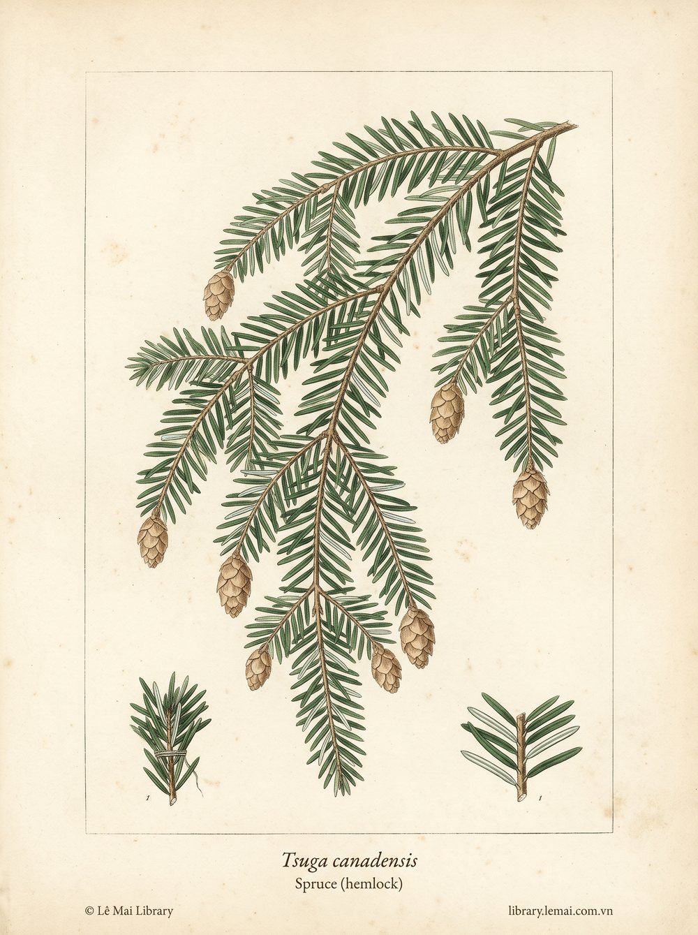 Tranh minh hoạ cây Vân sam Hemlock (Tsuga canadensis), lá kim dùng chiết xuất tinh dầu Spruce (hemlock)