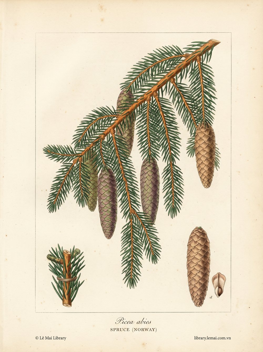 Tranh minh hoạ cây Vân sam Na Uy (Picea abies), lá kim dùng chiết xuất tinh dầu Spruce (Norway)