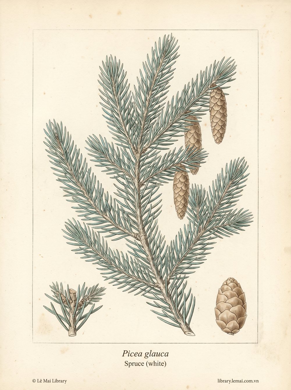 Tranh minh hoạ cây Vân sam trắng (Picea glauca), lá kim dùng chiết xuất tinh dầu Spruce (white)