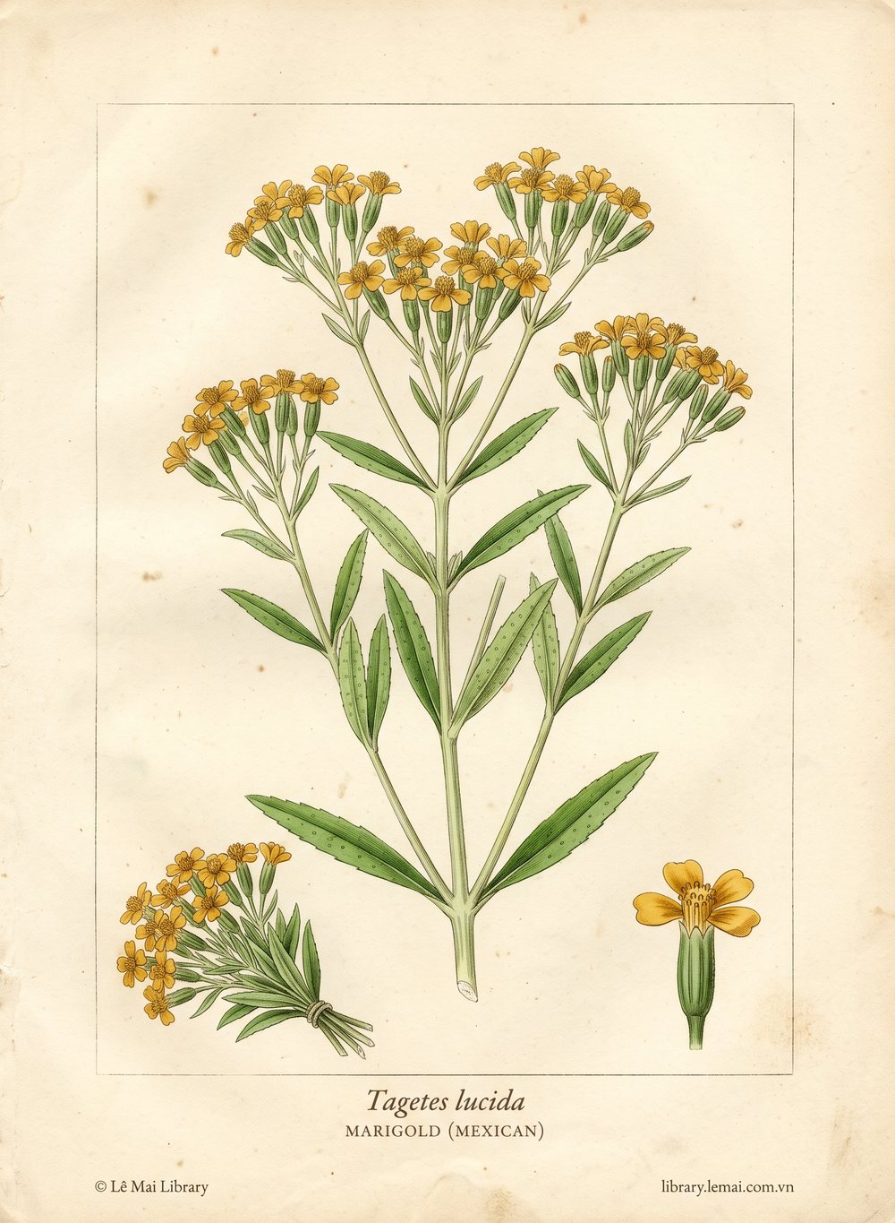 Tranh minh hoạ cây Vạn thọ Mexico (Tagetes lucida), lá và phần trên mặt đất dùng chiết xuất tinh dầu Marigold (Mexican)
