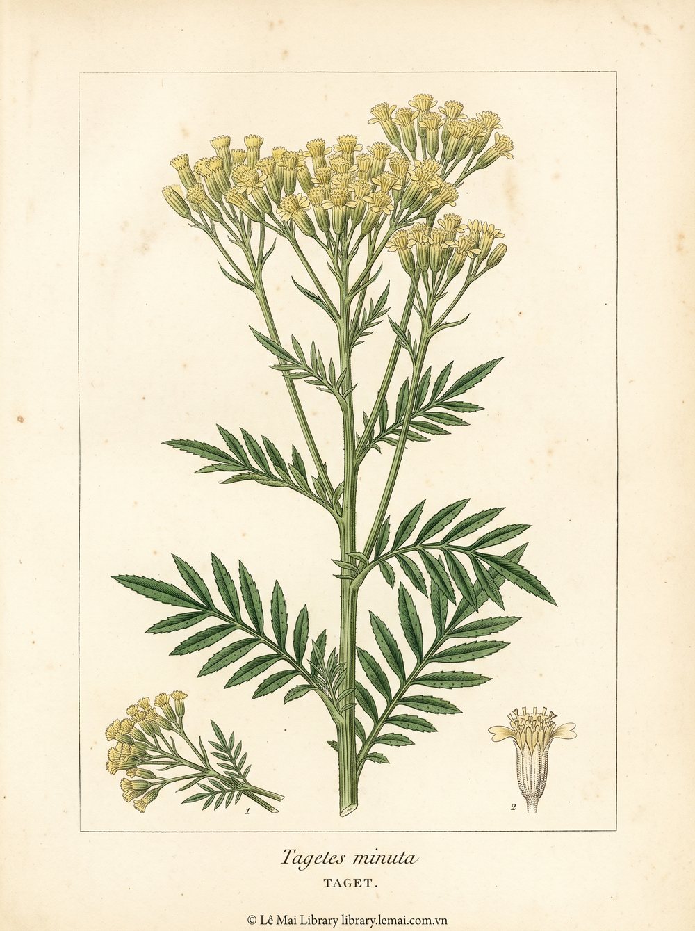 Tranh minh hoạ cây Vạn thọ (Tagetes minuta), phần trên mặt đất khi ra hoa dùng chiết xuất tinh dầu Taget