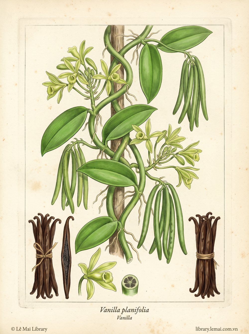 Tranh minh hoạ cây Vani (Vanilla planifolia), hạt khô lên men dùng chiết xuất tinh dầu Vanilla