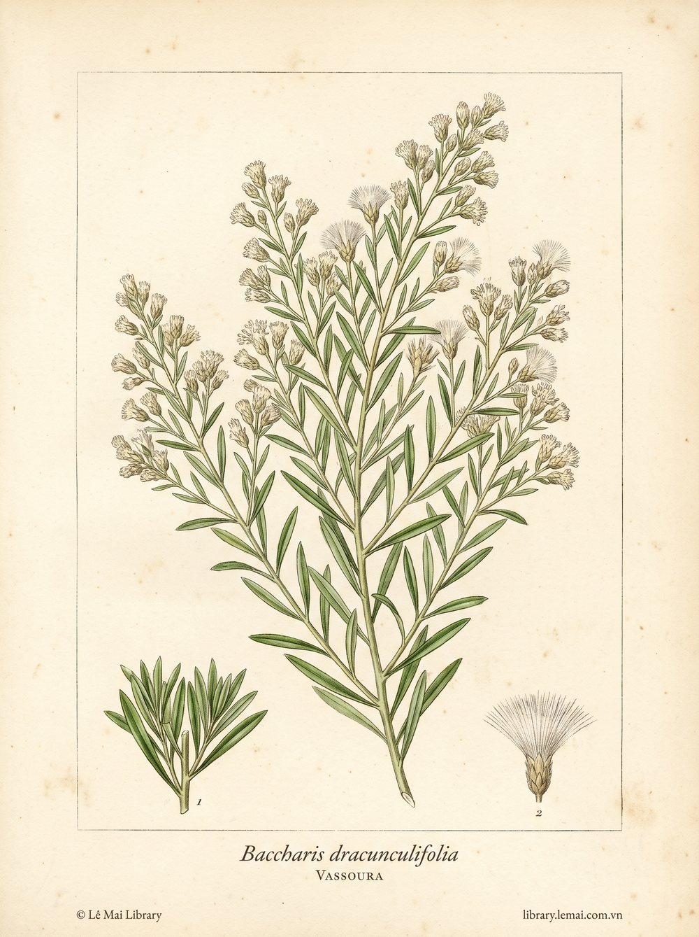 Tranh minh hoạ cây Vassoura (Baccharis dracunculifolia), lá dùng chiết xuất tinh dầu Vassoura