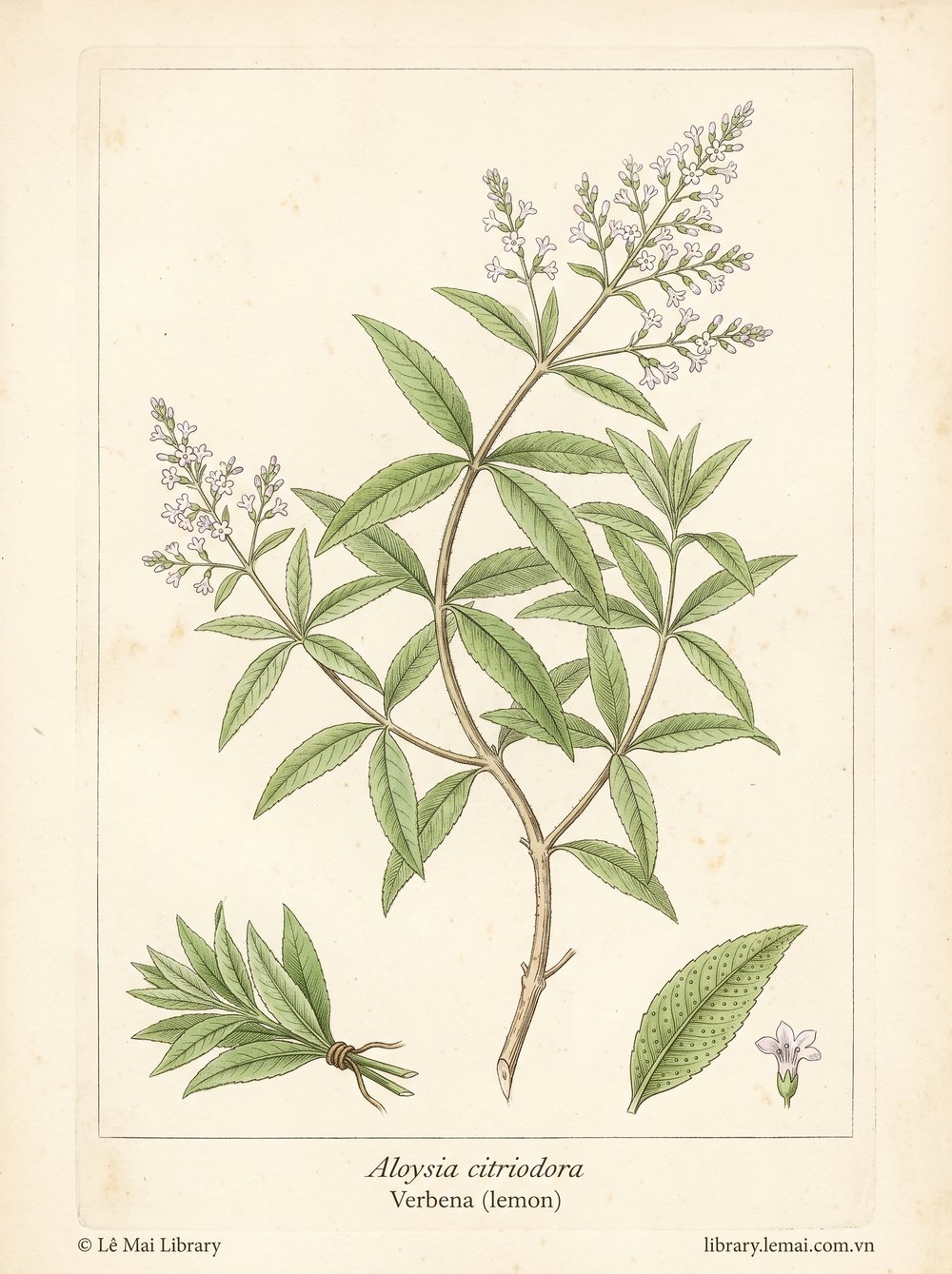 Tranh minh hoạ cây Verbena chanh (Aloysia citriodora), lá dùng chiết xuất tinh dầu Verbena (lemon)
