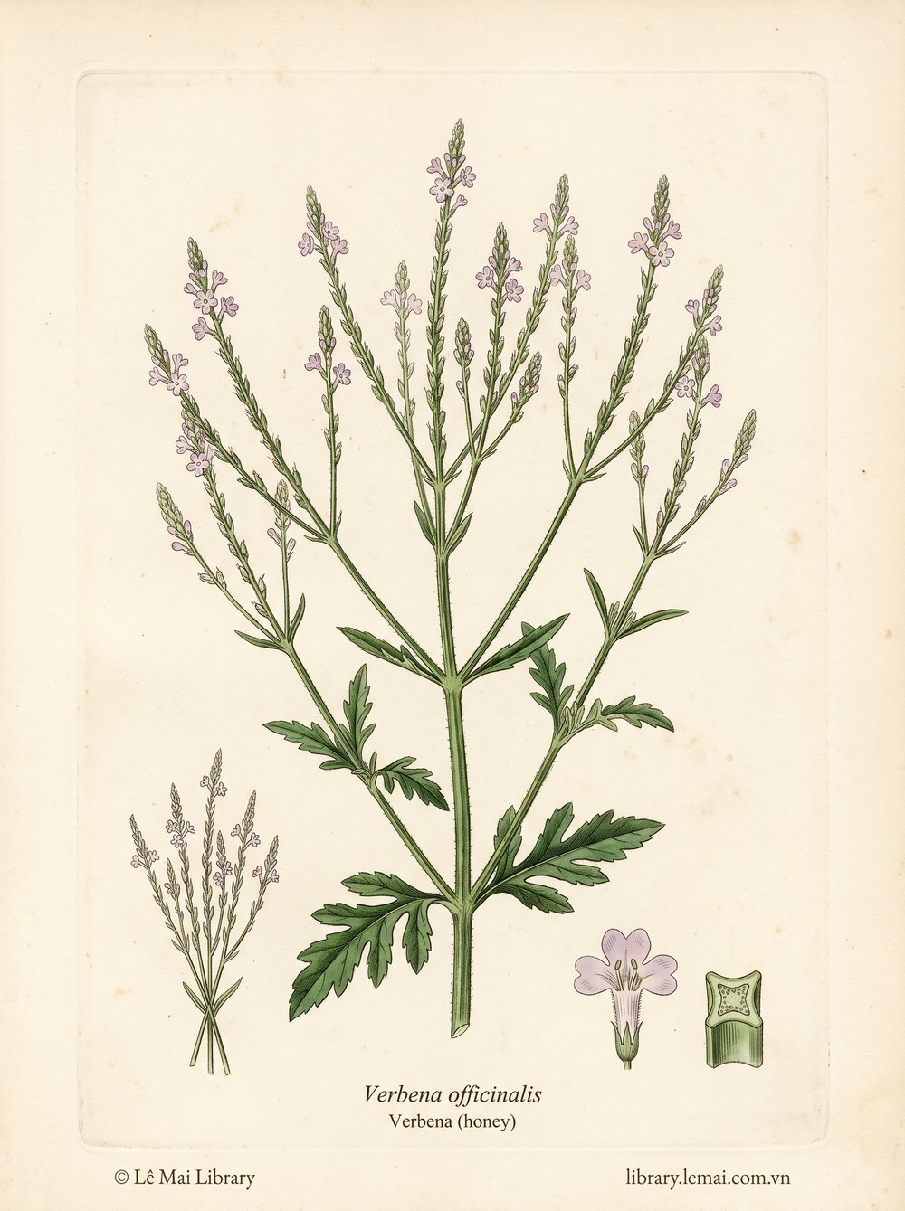 Tranh minh hoạ cây Verbena mật ong (Verbena officinalis), lá dùng chiết xuất tinh dầu Verbena (honey)