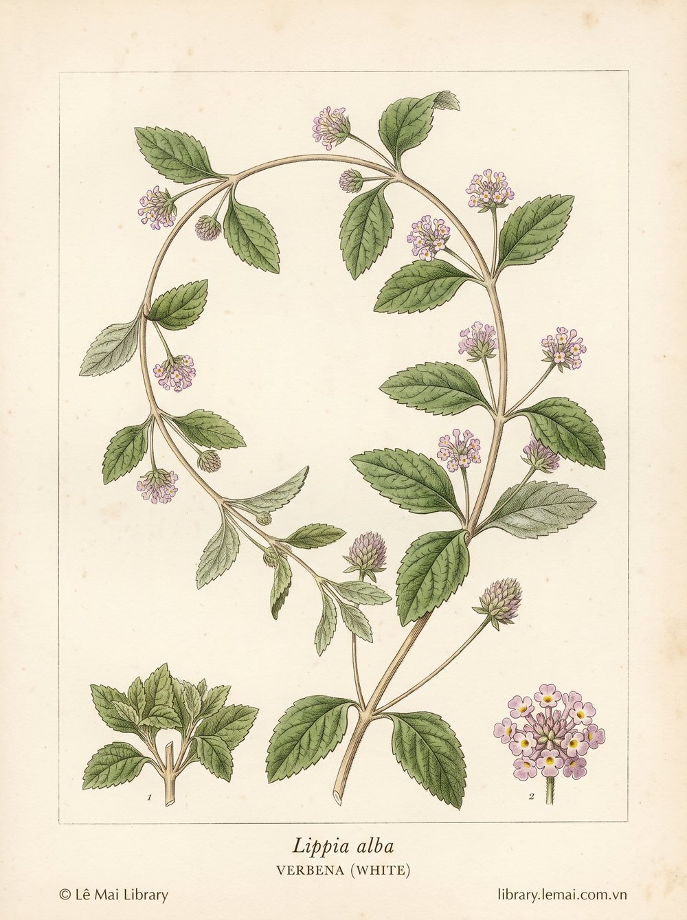 Tranh minh hoạ cây Verbena trắng (Lippia alba), lá dùng chiết xuất tinh dầu Verbena (white)