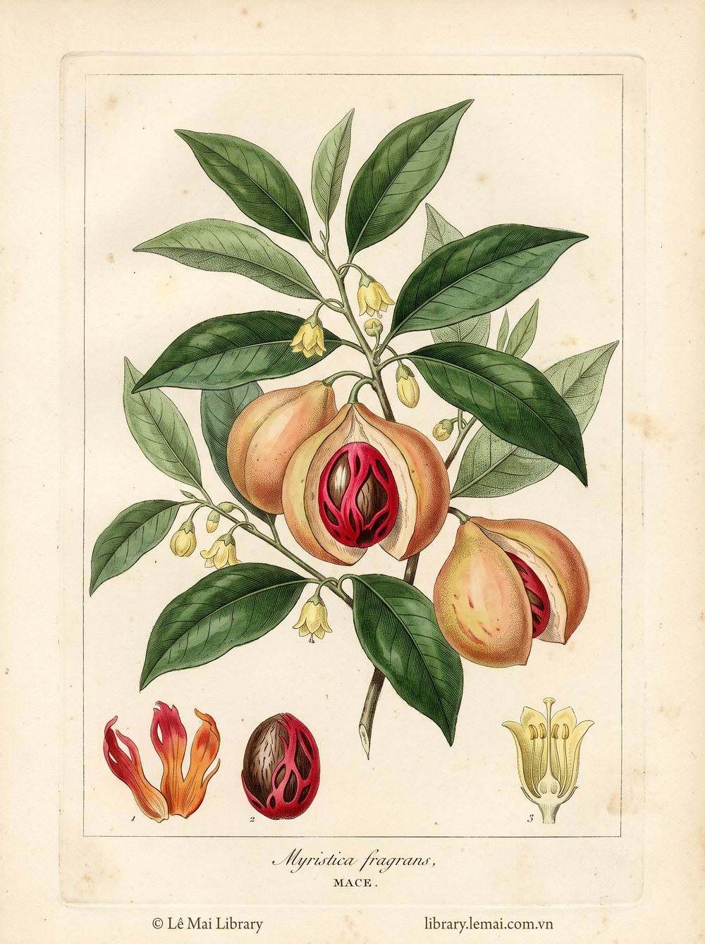 Tranh minh hoạ cây Vỏ nhục đậu khấu (Myristica fragrans), áo hạt (arillus) dùng chiết xuất tinh dầu Mace