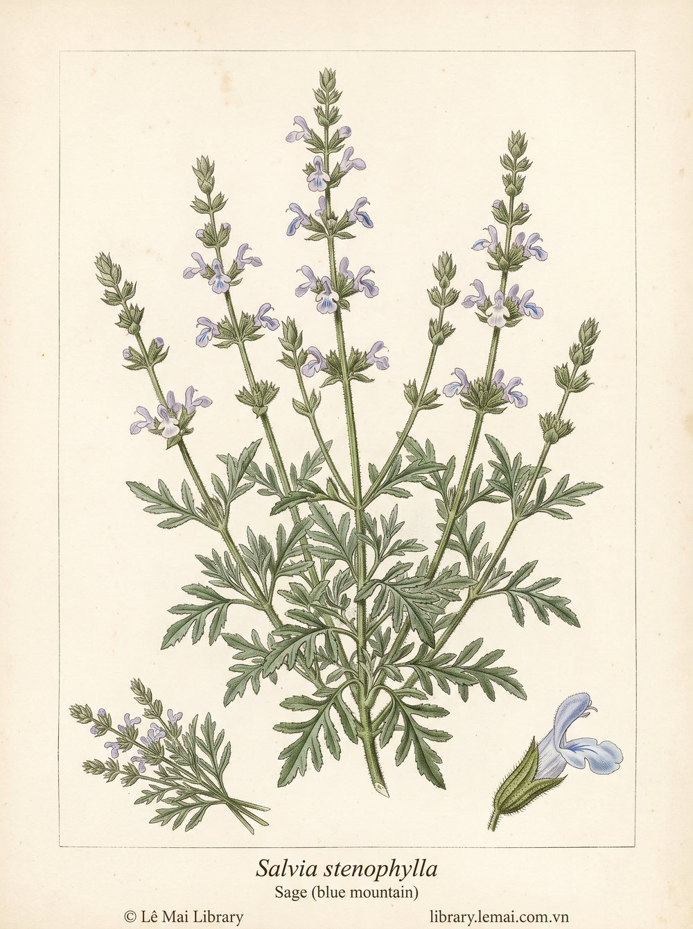 Tranh minh hoạ cây Xô thơm Blue Mountain (Salvia stenophylla), lá và thân dùng chiết xuất tinh dầu Sage (blue mountain)