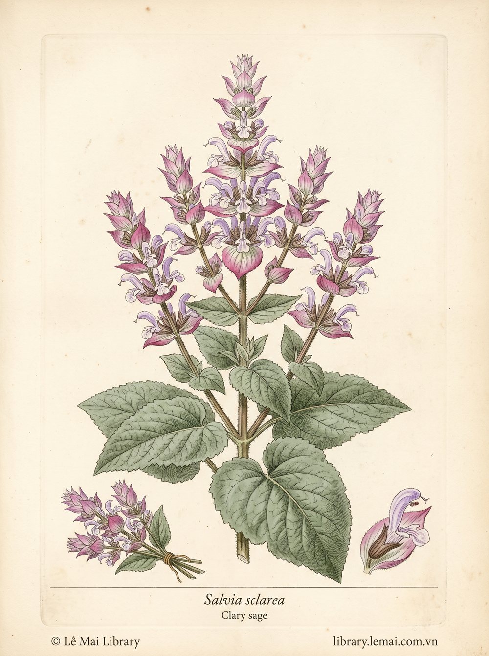 Botanical illustration of Salvia sclarea; leaves and flowering tops used to extract Clary sage essential oil