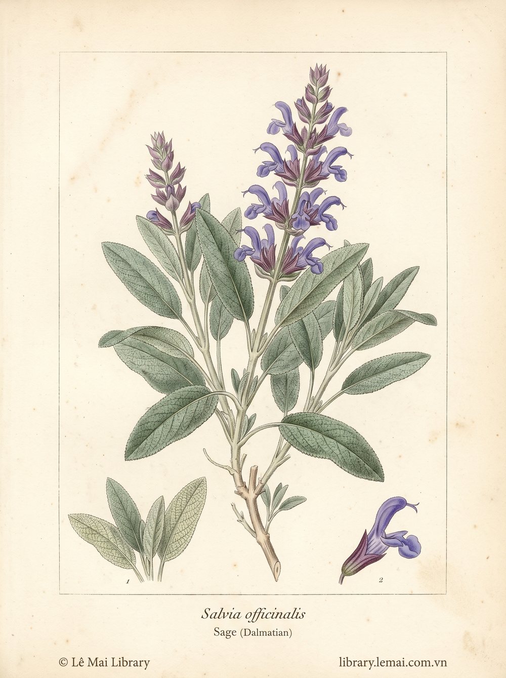 Tranh minh hoạ cây Xô thơm Dalmatia (Salvia officinalis), lá dùng chiết xuất tinh dầu Sage (Dalmatian)