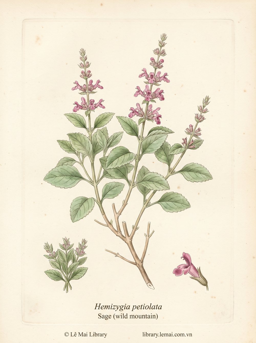 Tranh minh hoạ cây Xô thơm hoang núi (Hemizygia petiolata), lá dùng chiết xuất tinh dầu Sage (wild mountain)