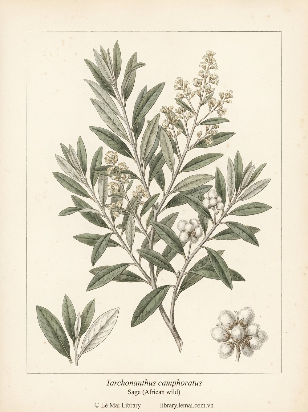 Tranh minh hoạ cây Xô thơm hoang Phi (Tarchonanthus camphoratus), lá và hoa dùng chiết xuất tinh dầu Sage (African wild)