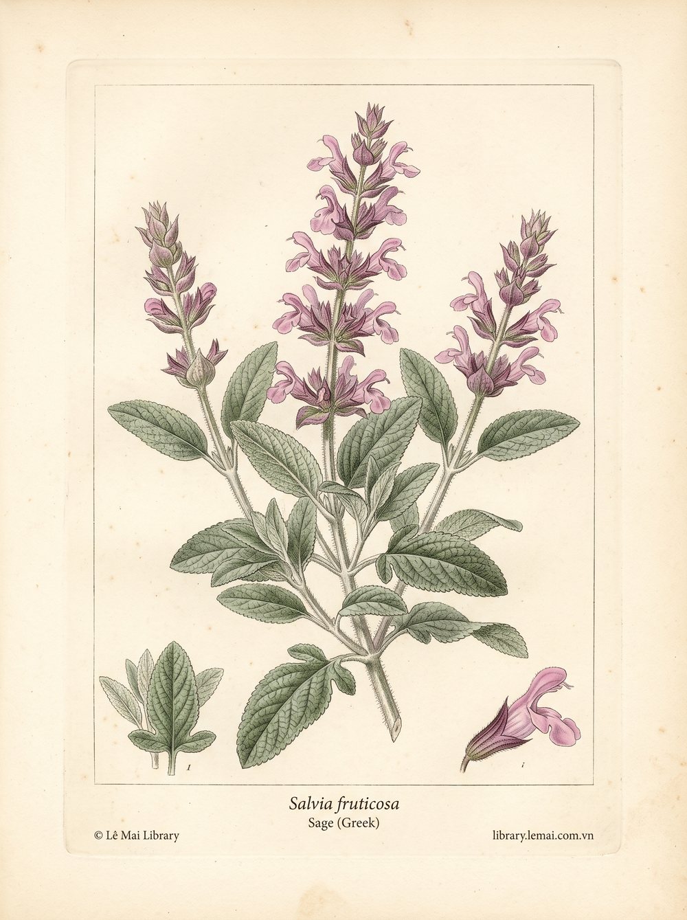 Tranh minh hoạ cây Xô thơm Hy Lạp (Salvia fruticosa), lá dùng chiết xuất tinh dầu Sage (Greek)