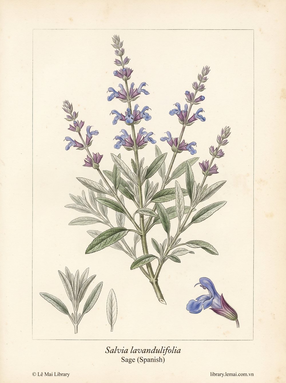 Tranh minh hoạ cây Xô thơm Tây Ban Nha (Salvia lavandulifolia), lá dùng chiết xuất tinh dầu Sage (Spanish)