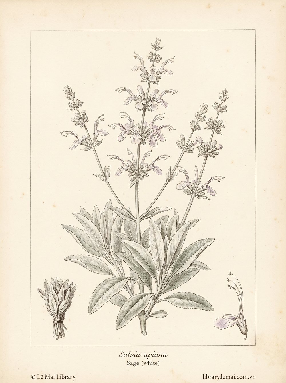 Tranh minh hoạ cây Xô thơm trắng (Salvia apiana), lá dùng chiết xuất tinh dầu Sage (white)
