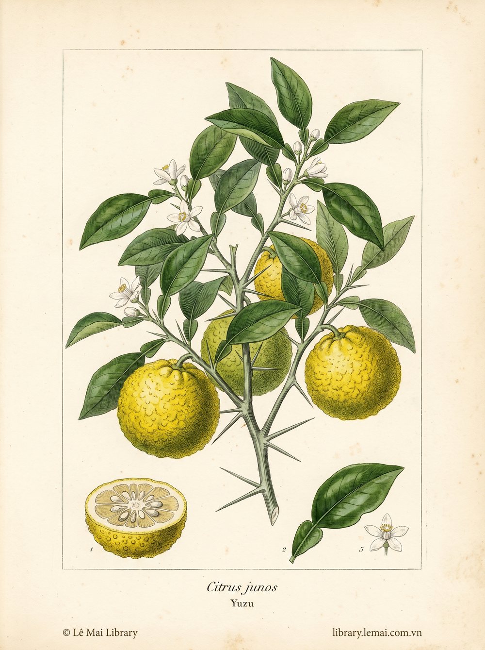 Tranh minh hoạ cây Yuzu (Citrus junos), vỏ quả dùng chiết xuất tinh dầu Yuzu