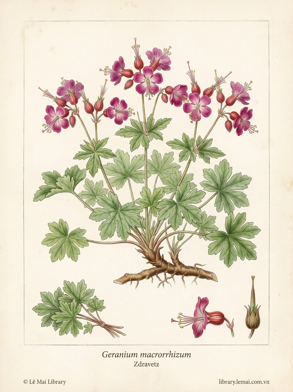 Tranh minh hoạ cây Zdravetz (Geranium macrorrhizum), phần trên mặt đất dùng chiết xuất tinh dầu Zdravetz
