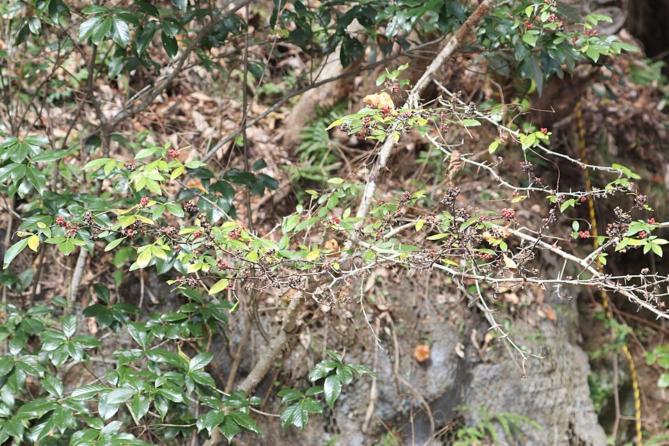 Tinh dầu Tomar (hạt) (Zanthoxylum armatum) — minh hoạ thực vật