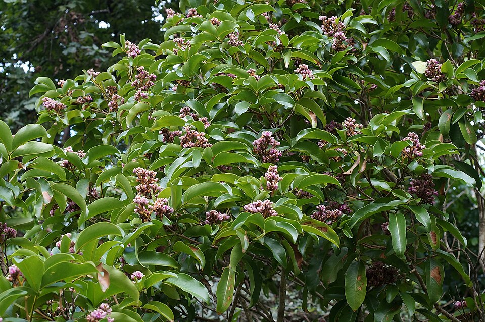 Tinh dầu Đậu Tonka (Dipteryx odorata) — minh hoạ thực vật