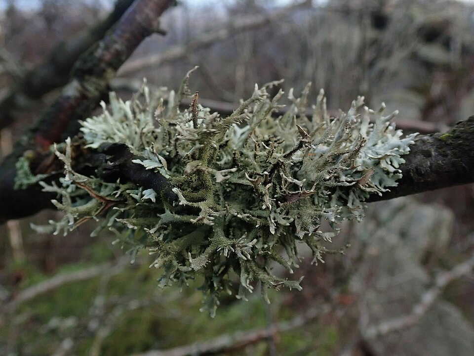 Tinh dầu Rêu Cây (Pseudevernia furfuracea) — minh hoạ thực vật