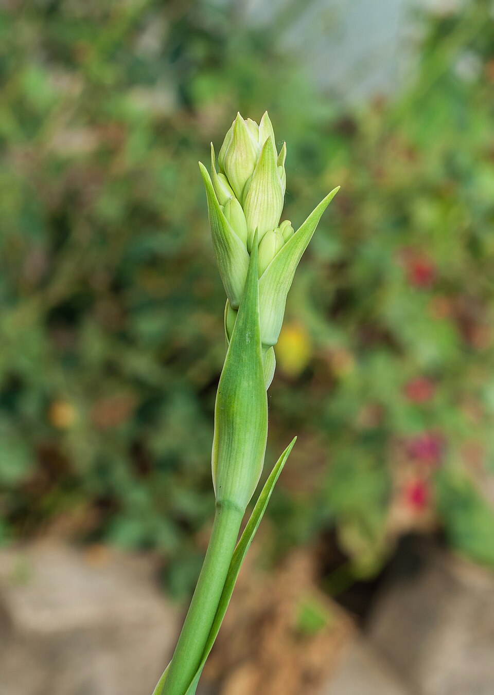 Tinh dầu Hoa huệ Mexico (Polianthes tuberosa) — minh hoạ thực vật