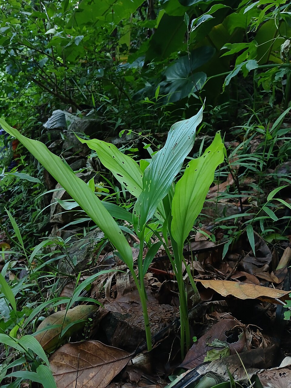 Tinh dầu Nghệ vàng (lá) (Curcuma longa) — minh hoạ thực vật