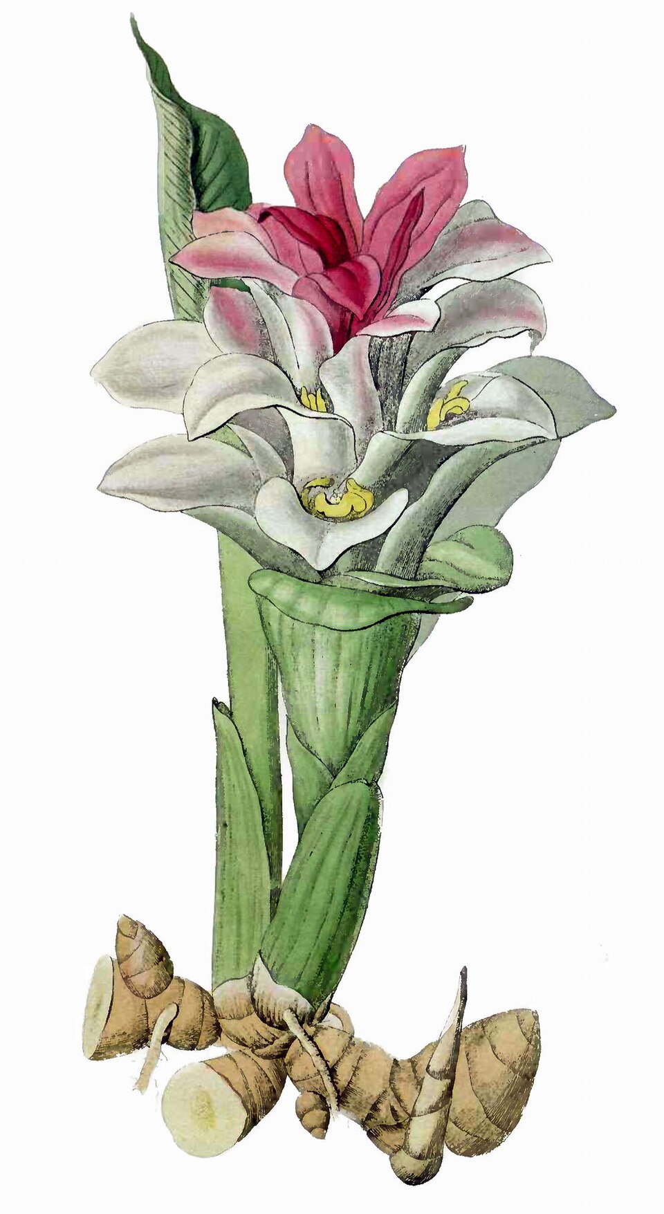 Tinh dầu Nghệ rừng (Curcuma aromatica) — minh hoạ thực vật
