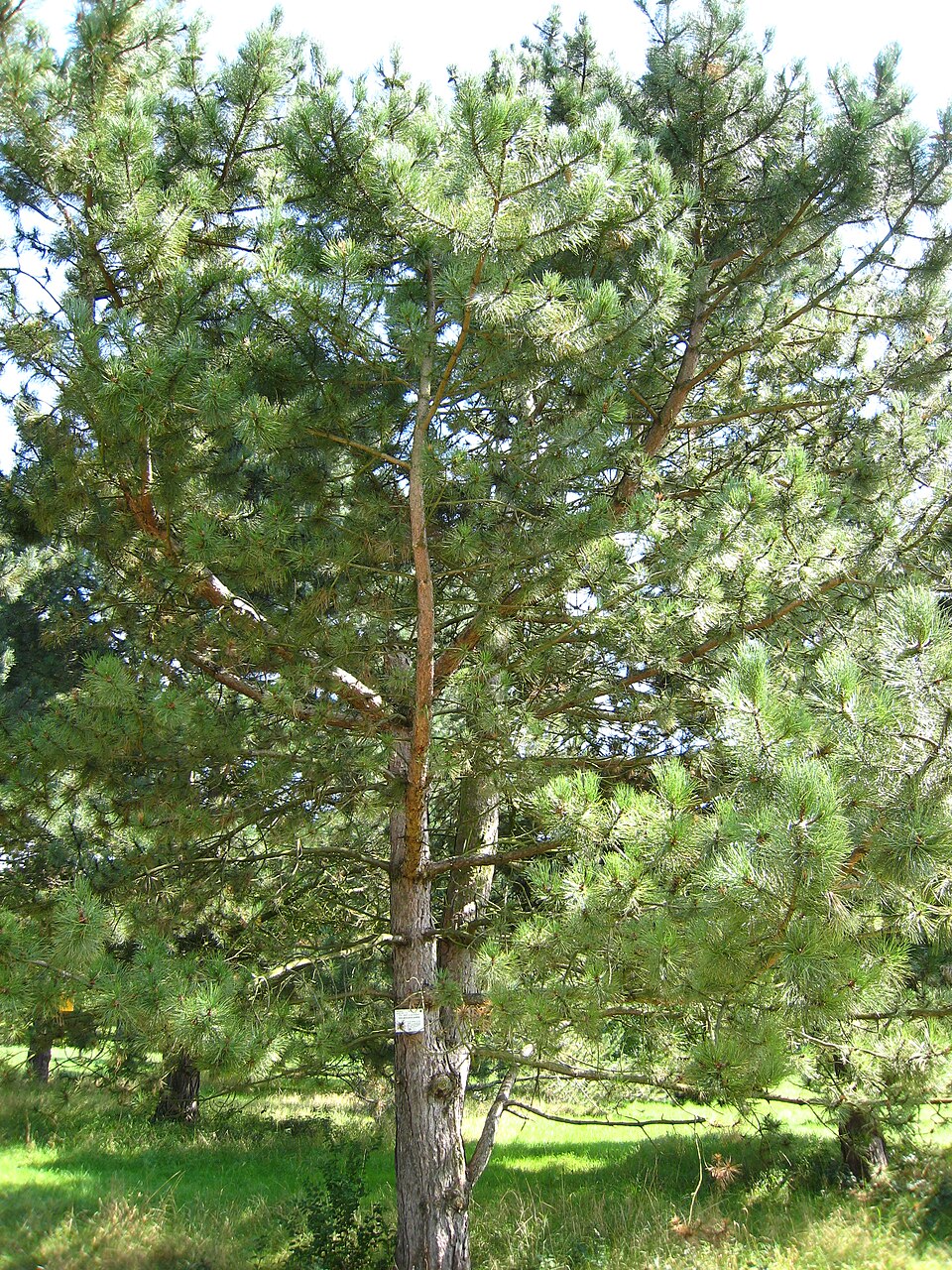 Tinh dầu Nhựa thông (Pinus spp.) — minh hoạ thực vật