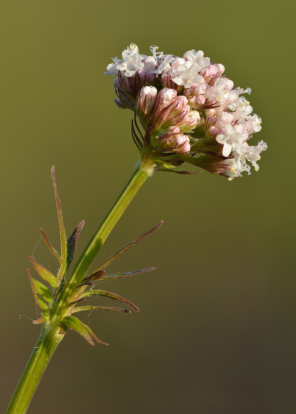 Tinh dầu Cam tùng châu Âu (Valeriana officinalis) — minh hoạ thực vật