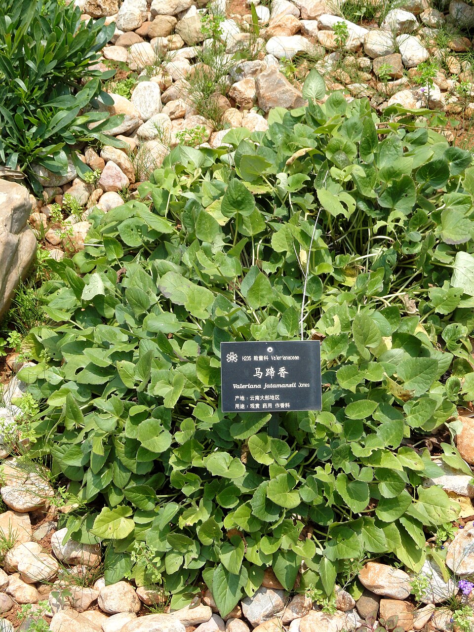 Tinh dầu Cam tùng Ấn Độ (Valeriana jatamansi) — minh hoạ thực vật