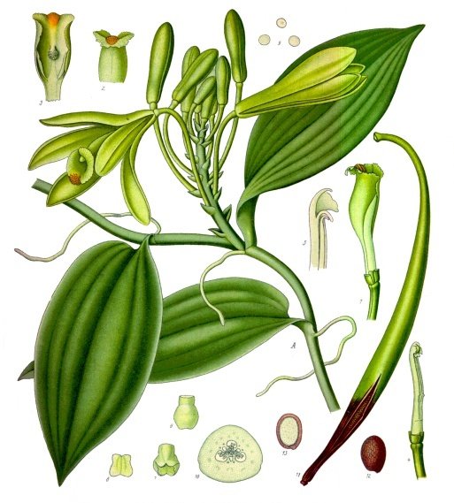 Tinh dầu Vani (Vanilla planifolia) — minh hoạ thực vật