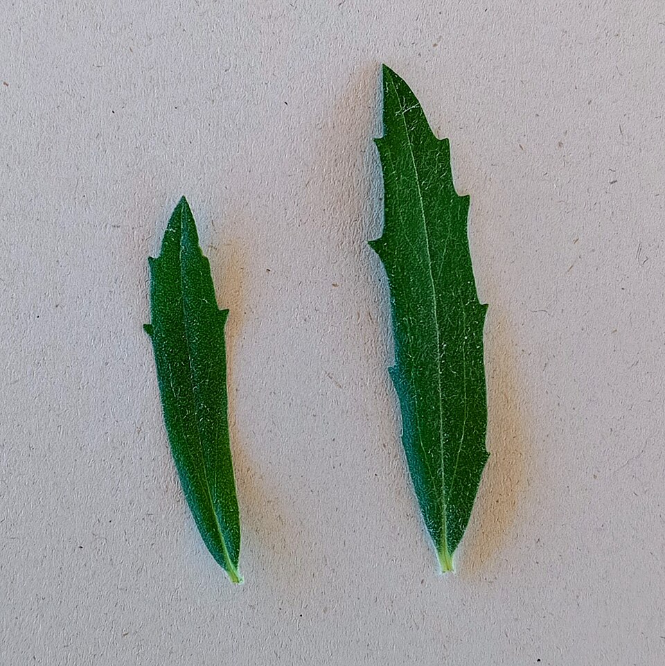 Tinh dầu Vassoura (Baccharis dracunculifolia) — minh hoạ thực vật