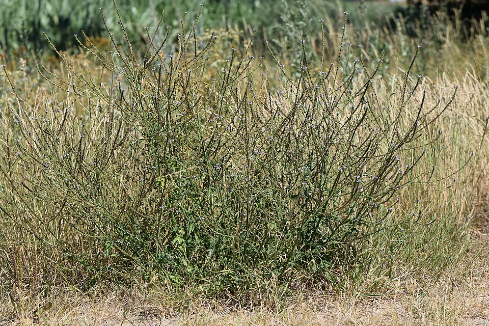 Tinh dầu Verbena mật ong (Verbena officinalis) — minh hoạ thực vật