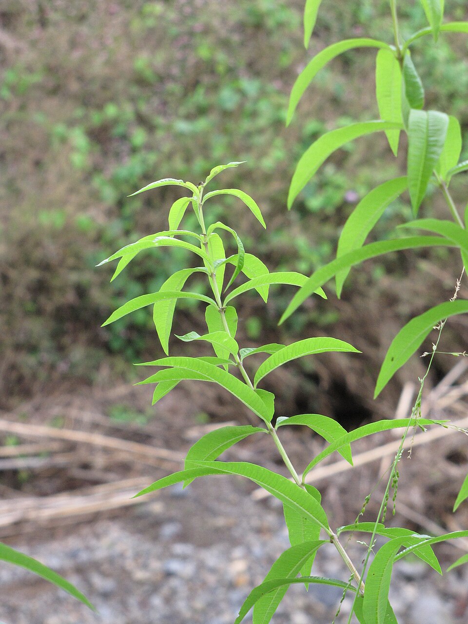 Tinh dầu Verbena chanh (Aloysia citriodora) — minh hoạ thực vật