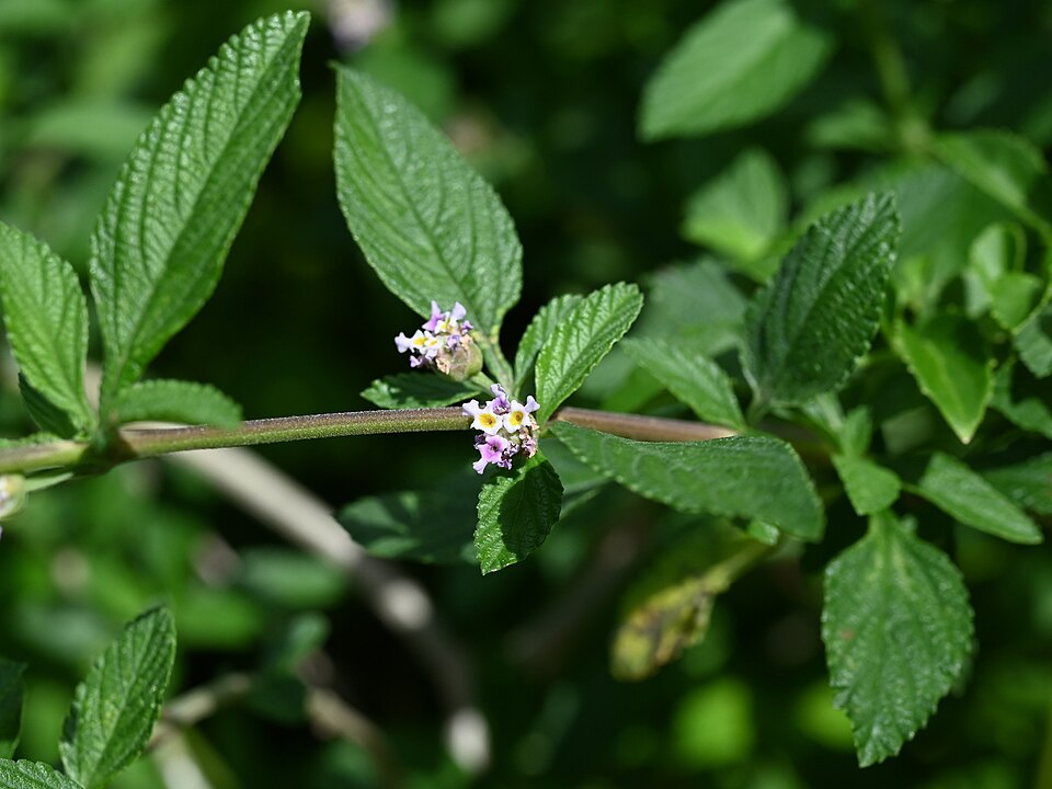 Tinh dầu Verbena trắng (Lippia alba) — minh hoạ thực vật