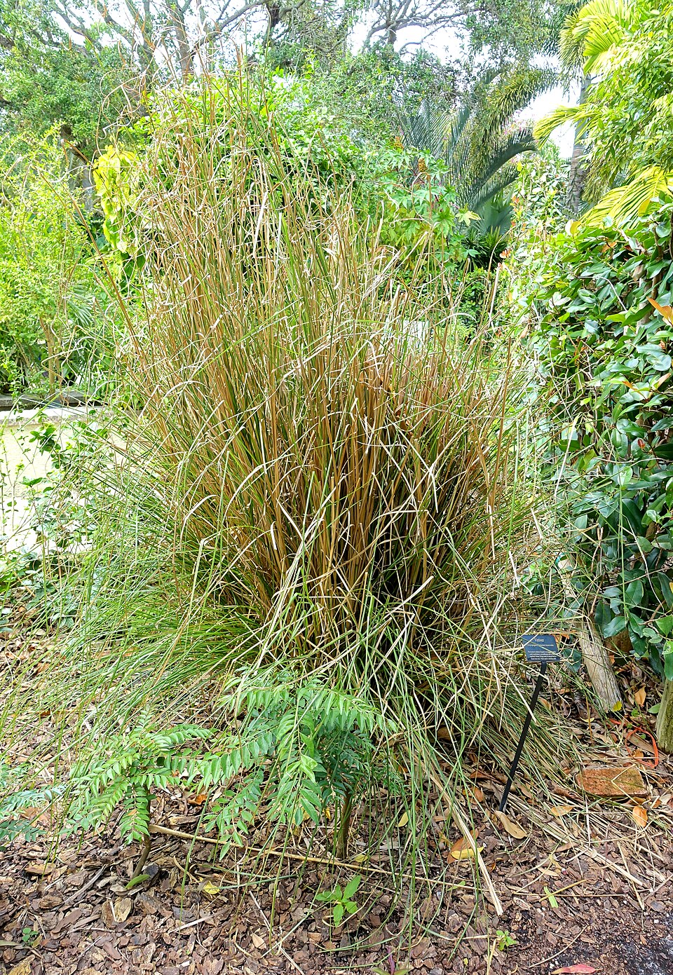 Tinh dầu Hương bài (Chrysopogon zizanioides) — minh hoạ thực vật