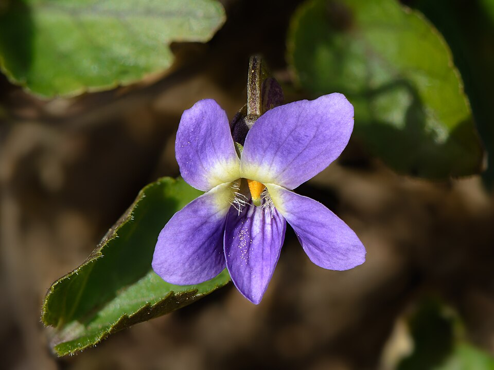 Tinh dầu Hoa tím (Viola odorata) — minh hoạ thực vật