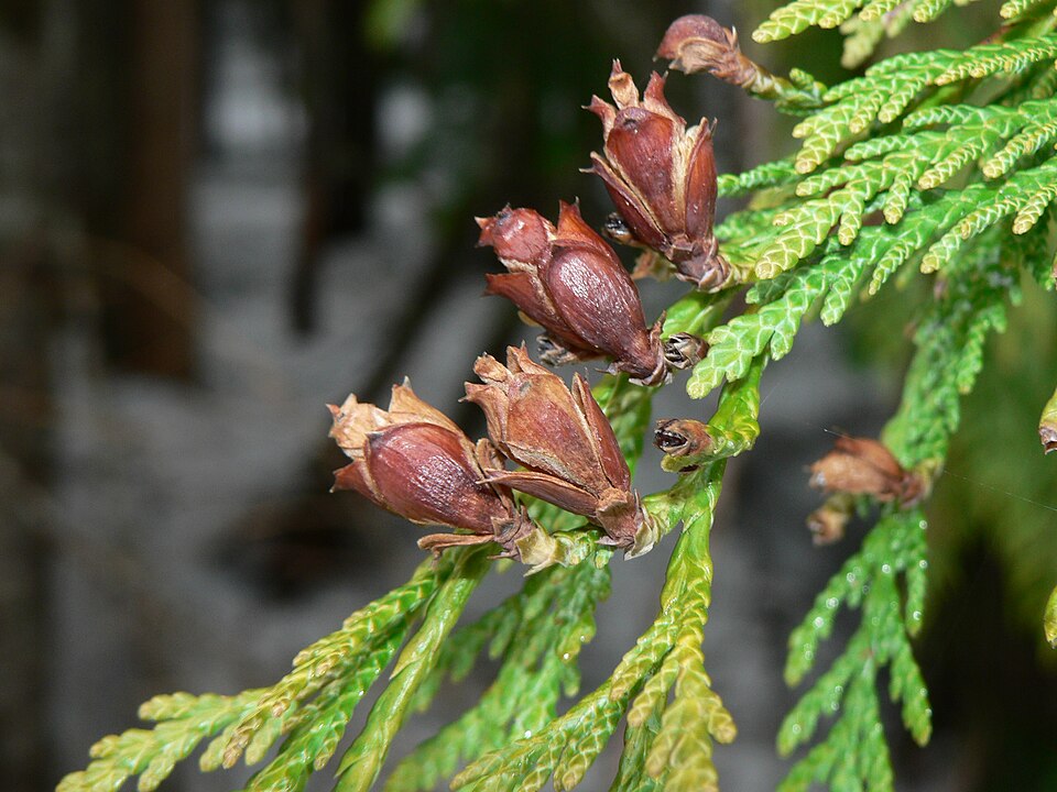 Tinh dầu Tuyết tùng đỏ Tây Mỹ (Thuja plicata) — minh hoạ thực vật