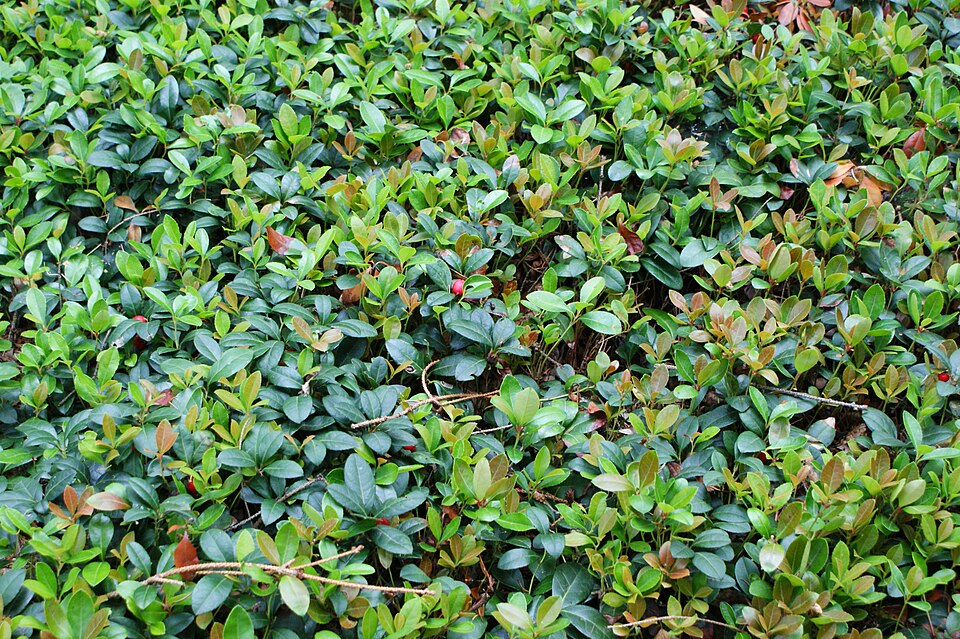 Tinh dầu Lộc đề (Gaultheria procumbens / Gaultheria fragrantissima) — minh hoạ thực vật